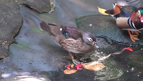 pato mandarín hembra con plumaje opaco, caminando por la orilla, sumergiendo su pico en el agua junto a un draco macho con apariencia vibrante