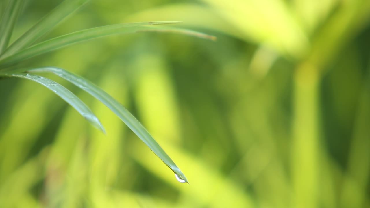 태국 우돈타니 지방의 파피루스 식물