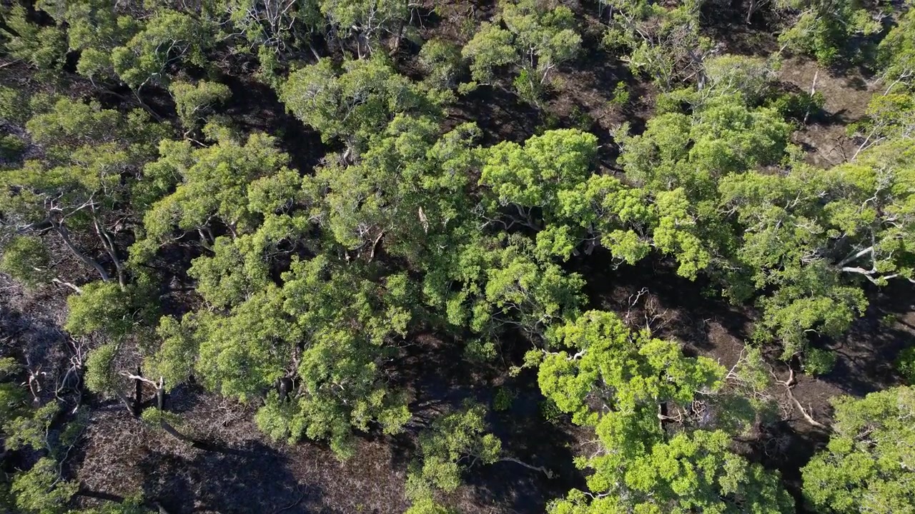 Alberi verdi e vegetazione a Crab Island a Runaway Bay, QLD, Australia - Ripresa aerea