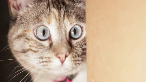 a beautiful domestic pet cat hiding behind a cardboard paper box and curiously looking around - close up
