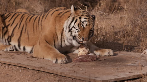 tiger in captivity gnawing on raw chicken and beef steak in captivity