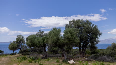 Olivenbaum-In-Griechenland