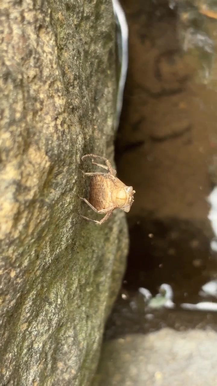 Empty Dragonfly Exuvia Clinging to a Rock Near Water
