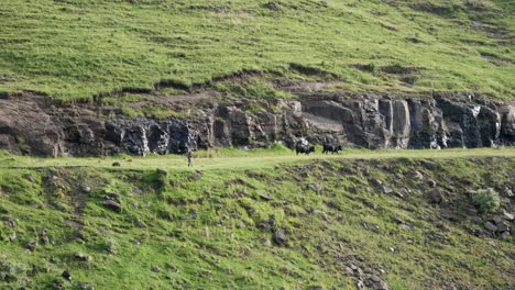 Man-walks-behind-two-large-oxen-on-trail-on-green-mountain-hillside