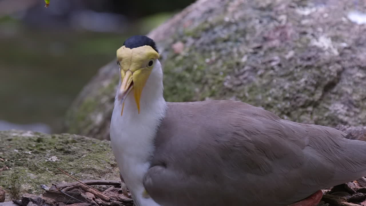 마스크 lapwing 클로즈업 초상화