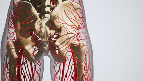 science anatomy of human blood vessels