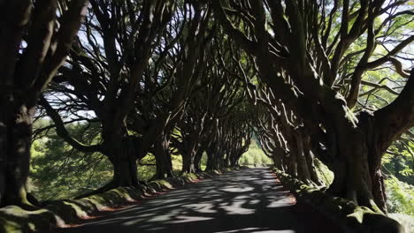 the dark hedges: iconic tree tunnel road in northern ireland