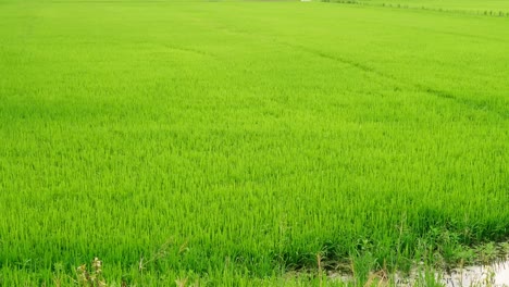 Las-Hermosas-Plantas-De-Arroz-En-Un-Hermoso-Campo-De-Arroz-En-Granjas-Orgánicas-Al-Atardecer