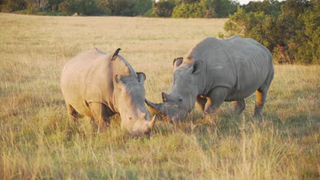 two rhinos eating grass in south africa