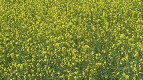 yellow mustard field swaying slowly with the wind