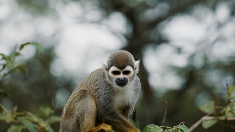 curious squirrel monkey resting on a tree during daytime - close up