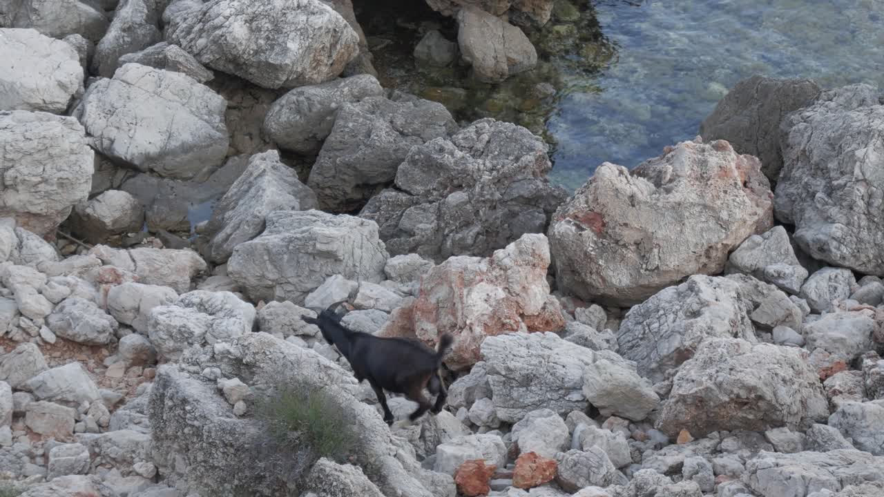 Rocky coastal landscape with a goat climbing over rocks near Cala Viola De Levant, Menorca