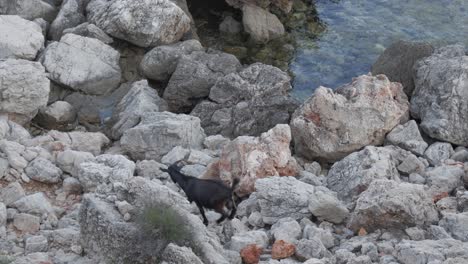 rocky coastal landscape with a goat climbing over rocks near cala viola de levant, menorca