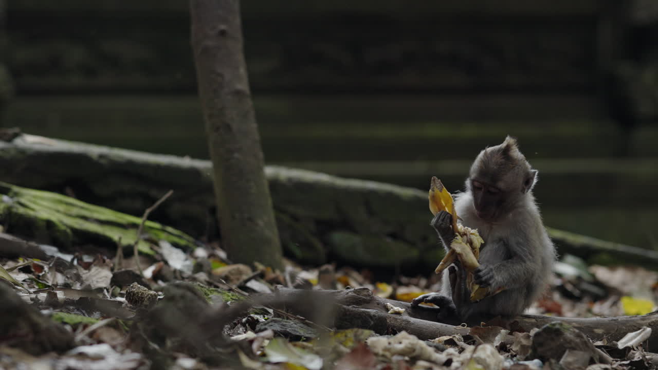 Baby Monkey Eating Banana in a Jungle Temple