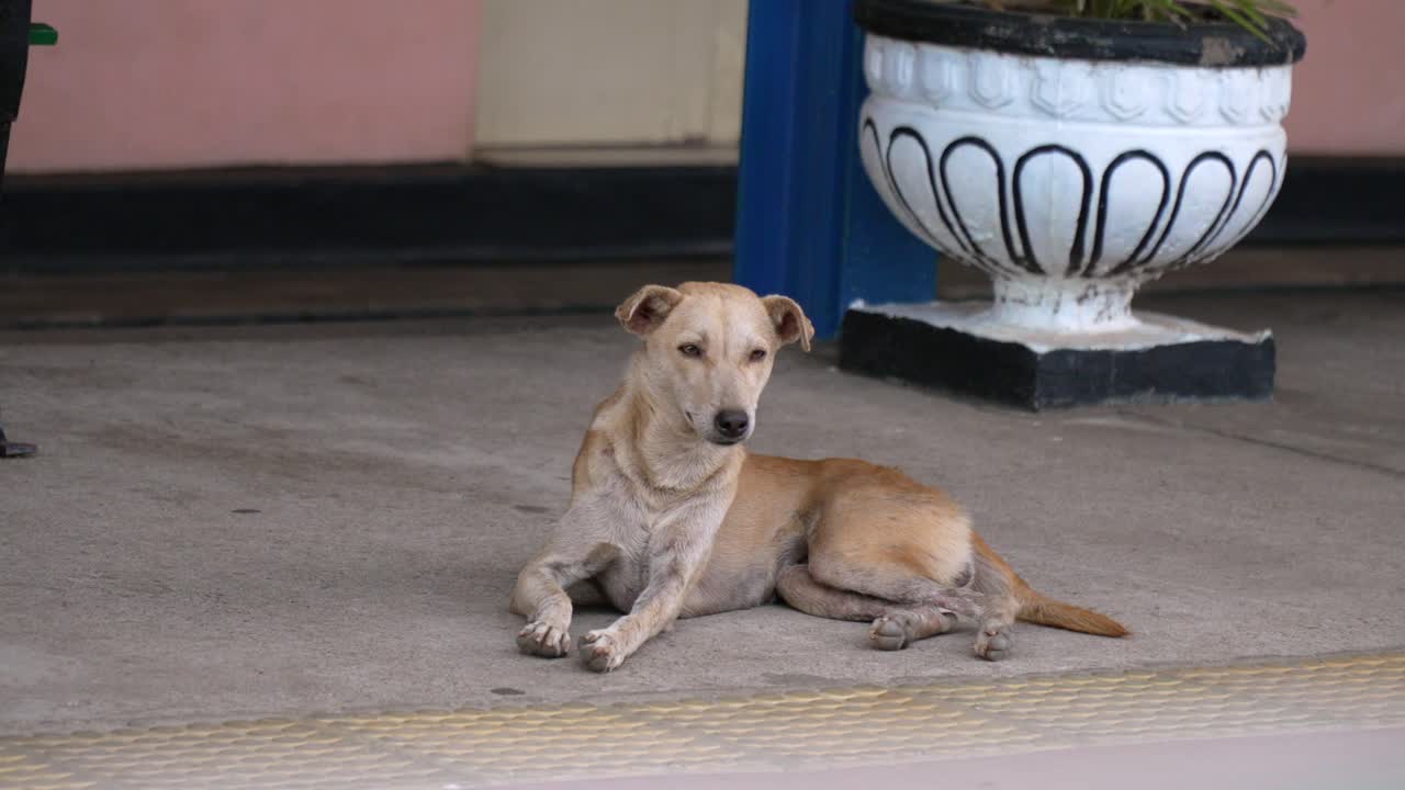 Lonely stray dog resting on the platform near the train station entrance in Kandy