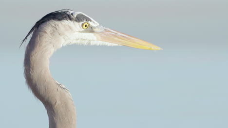 great blue heron closeup with ocean water in background