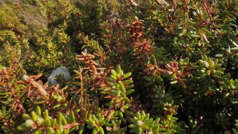 tundra ártica. empetrum é um gênero de três espécies de arbustos verdes anões da família ericaceae. eles são comumente conhecidos como mirtilos e dão frutos comestíveis.