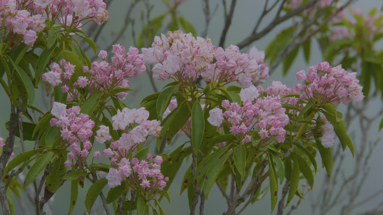 Mountain Laurel Blossoms