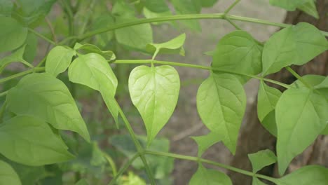 explore the beauty of vibrant green leaves captured a serene outdoor setting