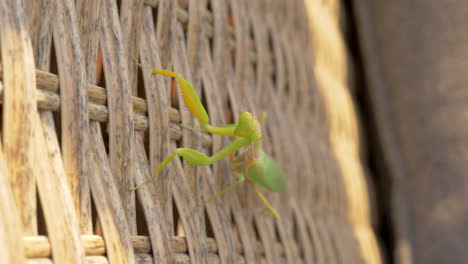 praying mantis insect on wicker chair