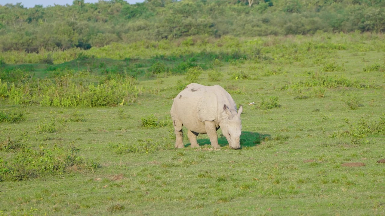 Un raro rinoceronte unicorno pascola pacificamente nelle lussureggianti praterie verdi dell'India. Perfetto per documentari sulla fauna selvatica e progetti di conservazione della sostenibilità