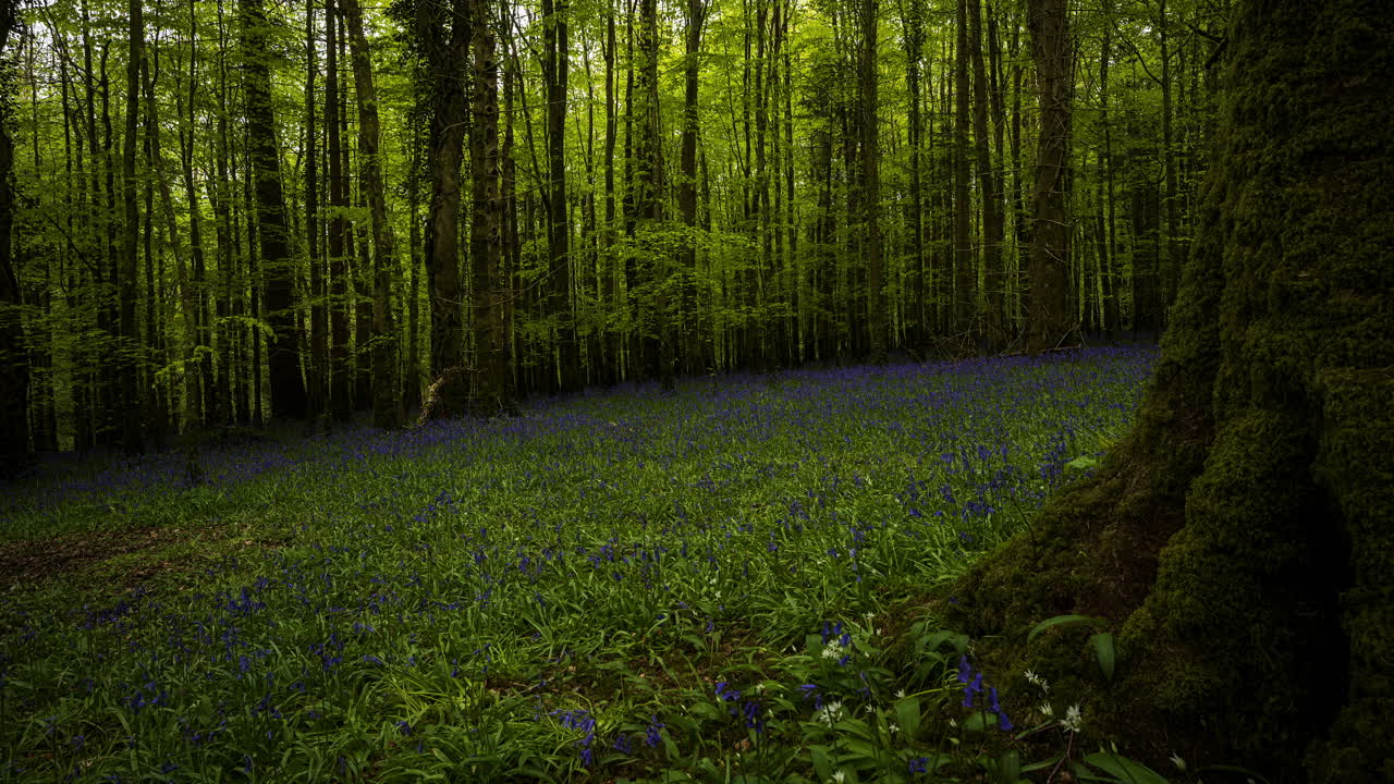 Panorama Time Lapse of dark Bluebells Forest during spring time in natural park in Ireland