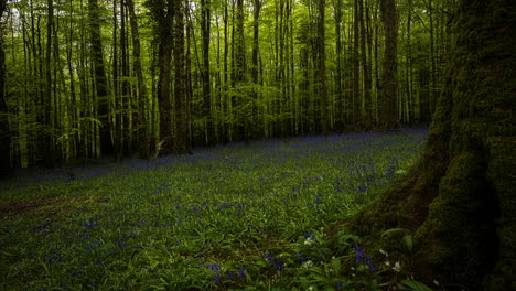 Panorama-Time-Lapse-of-dark-Bluebells-Forest-during-spring-time-in-natural-park-in-Ireland