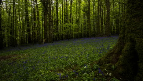 panorama time lapse of dark bluebells forest during spring time in natural park in ireland