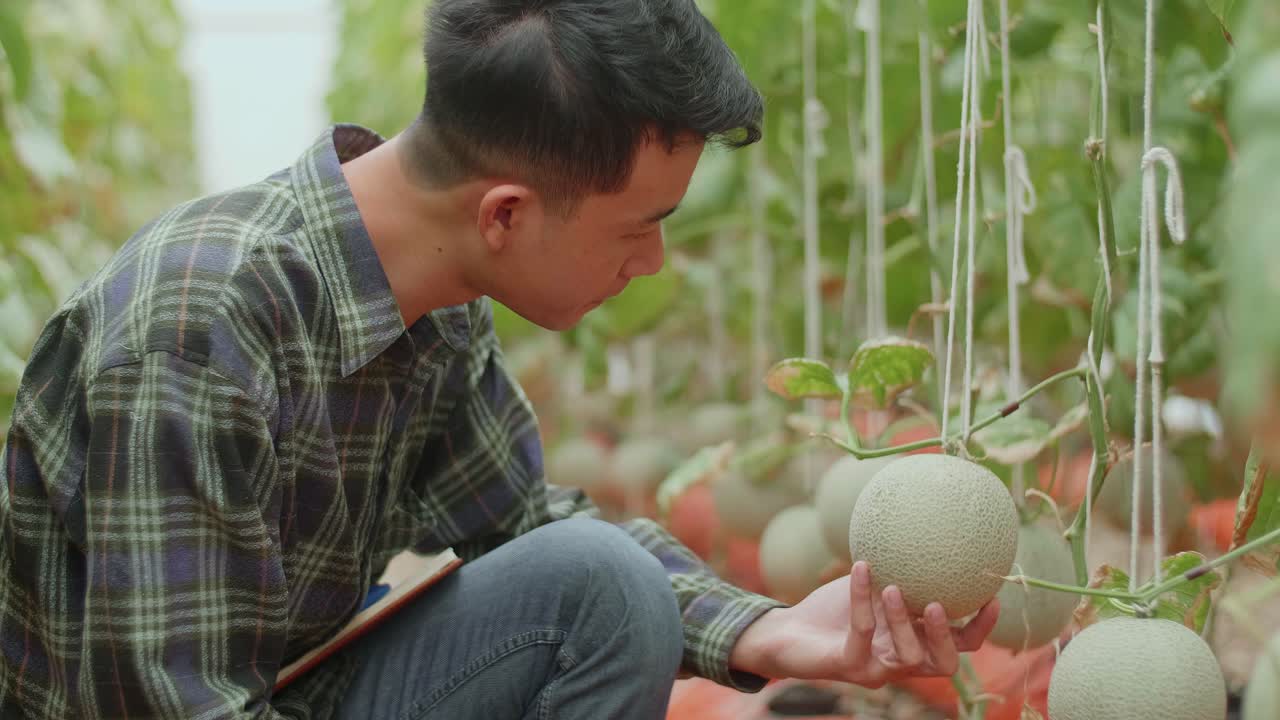 Asian Farmer Checking Melon In Organic Farms With Book. Agriculture Or Cultivation Concept