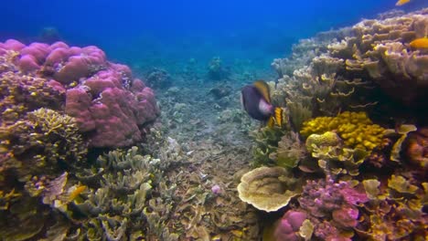 Beautiful-underwater-shot-of-titan-triggerfish-swimming-around-in-the-colourful-coral-reefs-on-the-bottom-of-the-shallow-blue-ocean