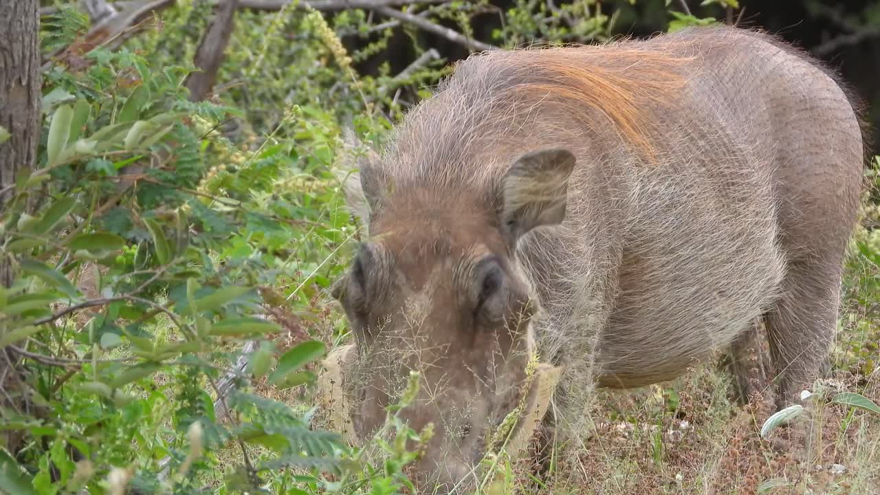 A large male warthog grazing on the greenery in Kruger National Park