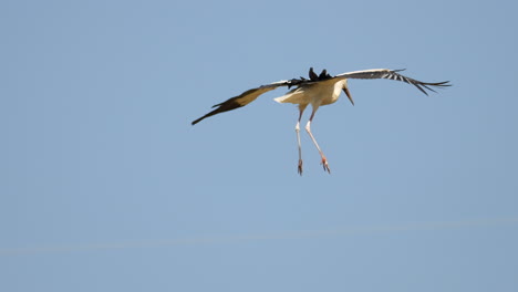 majestuosa cigüeña blanca volando en el cielo y aterrizando en el campo agrícola en el campo