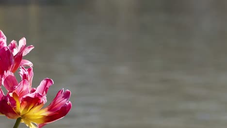 a detailed view of vibrant pink and yellow petals with a calm water backdrop.