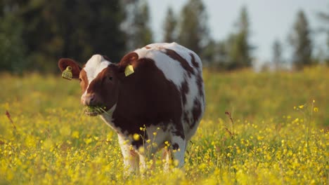 dairy cattle eating rapeseed plants on the field