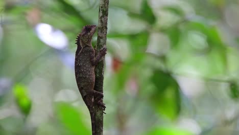 Facing-to-the-right-while-wrapping-around-a-small-tree-and-moves-its-right-eye-a-little,-Scale-bellied-Tree-Lizard-Acanthosaura-lepidogaster,-Thailand