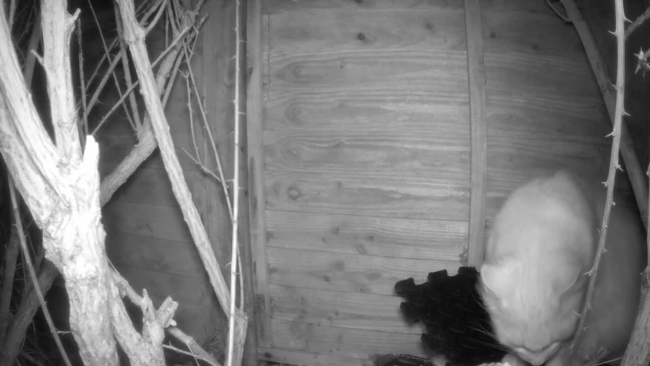 A cat reacts to the red light from the trail camera.