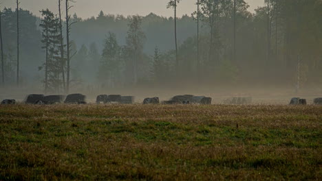 Time-lapse-of-a-herd-of-cows-moving-and-eating-grass-in-a-field