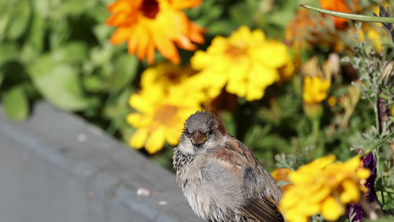 A sparrow rests on a ledge surrounded by bright yellow and orange flowers under natural sunlight