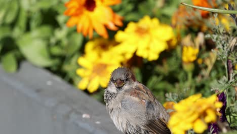 a sparrow rests on a ledge surrounded by bright yellow and orange flowers under natural sunlight