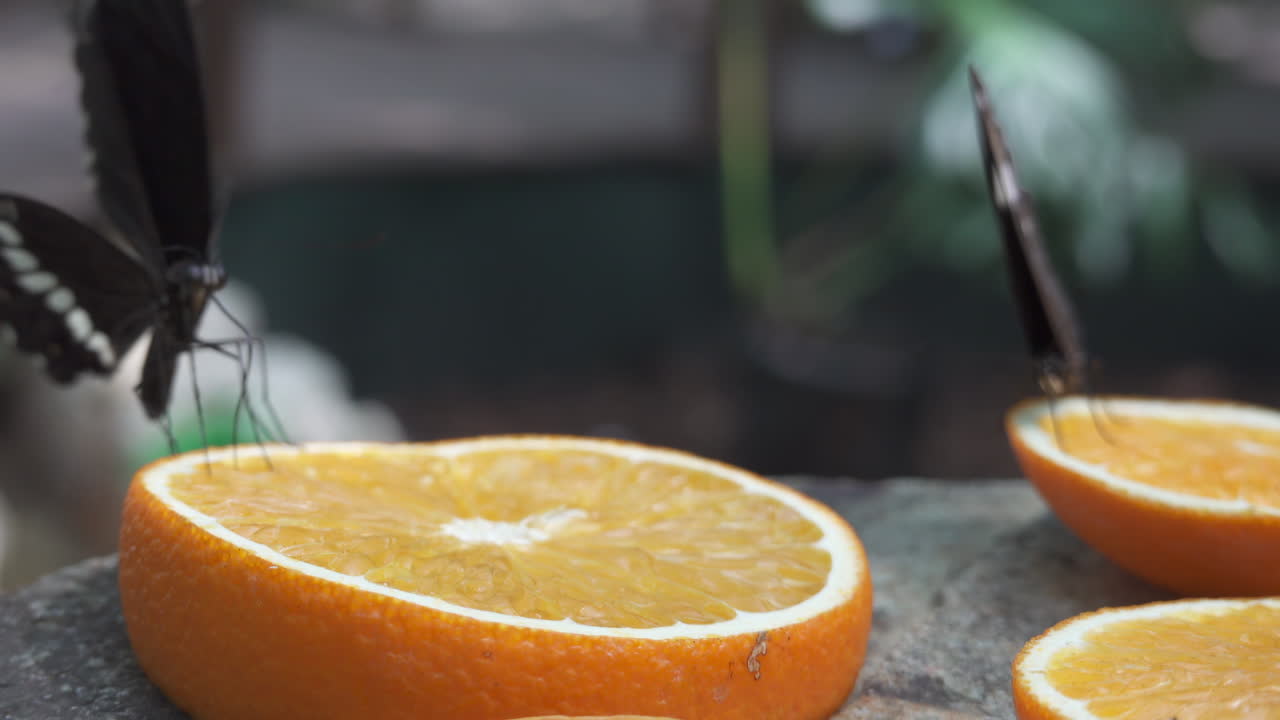Malachite butterfly eating nectar from slices of oranges and grapefruits