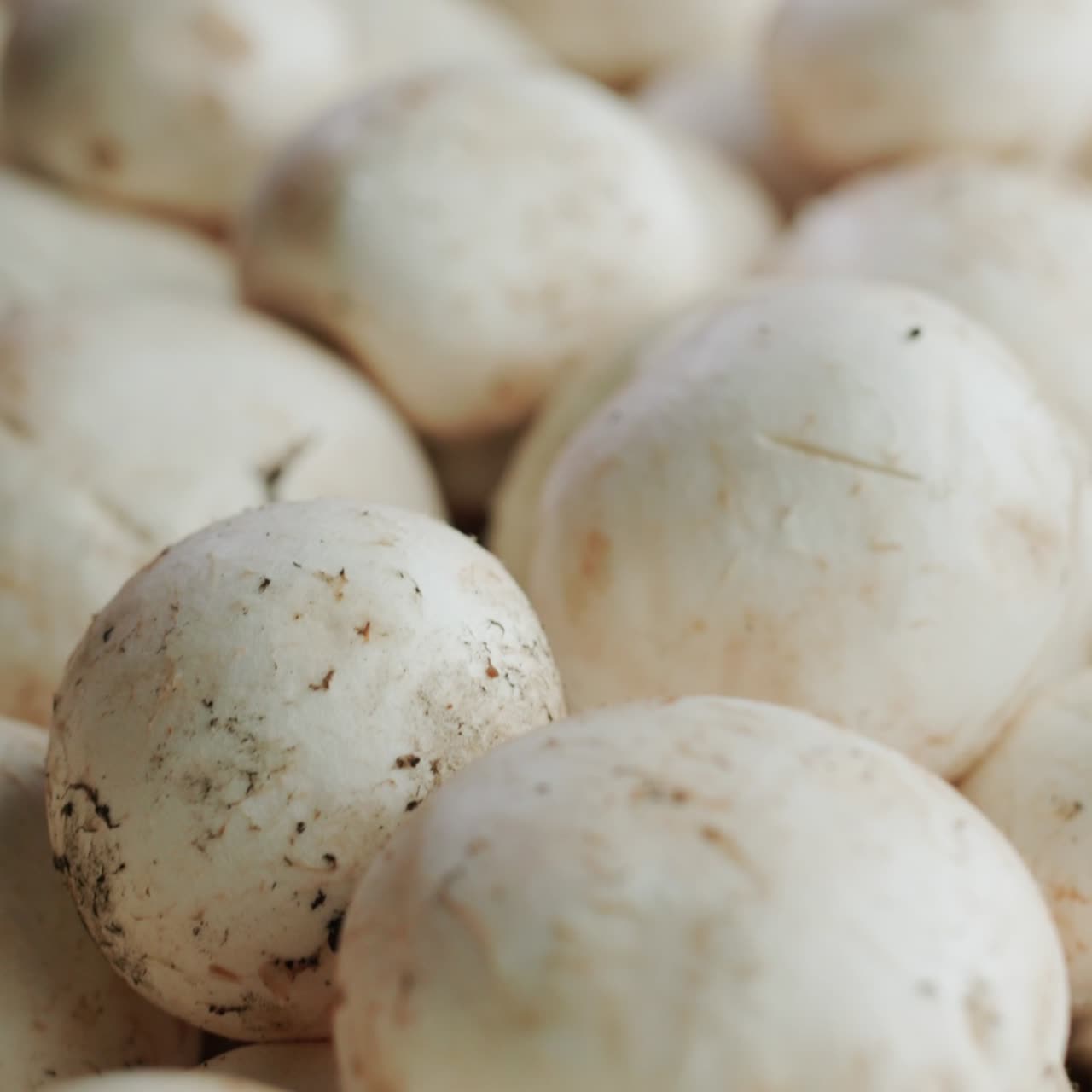 Fresthly plucked champignons mushrooms 1