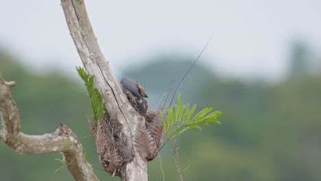 Küken-Im-Nest,-Dann-Kommt-Die-Vogelmutter,-Um-Futter-Zu-Bringen,-Während-Sie-Sich-Darauf-Freuen,-Es-Zu-Empfangen,-Eschenschwalbe-Artamus-Fuscus,-Thailand