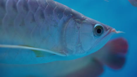 side close-up of asian arowana fish swimming in blue aquarium water