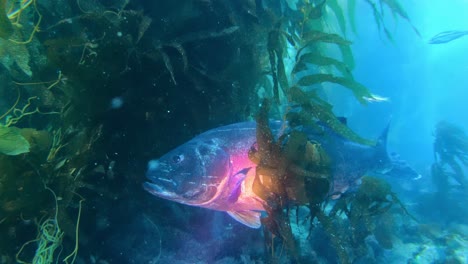 giant kelp forests in the clean ocean, home to giant black sea bass