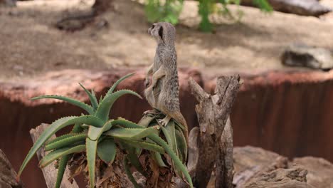 meerkat standing alert on a tree stump