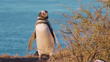 Magellanischer-Pinguin-Im-Sonnenlicht-Mit-Ruhigem-Blauem-Ozean-Im-Verschwommenen-Hintergrund---Volle-Aufnahme