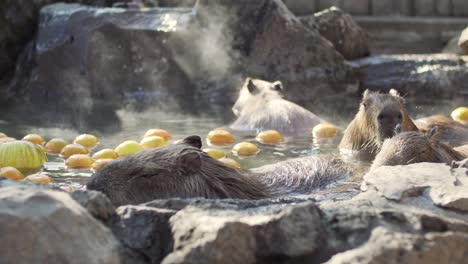 vista de cerca de los capibaras bañándose en las aguas termales con frutas de yuzu en izu, japón - tele tiro