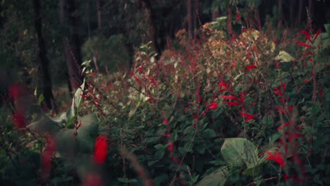 red mountain flowers in oaxaca, mexico