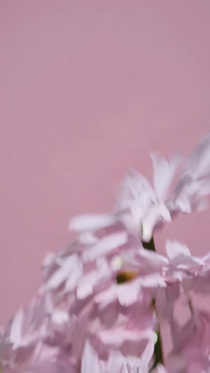 Close-up video of soft pink flowers against a pastel background, shot from a low angle