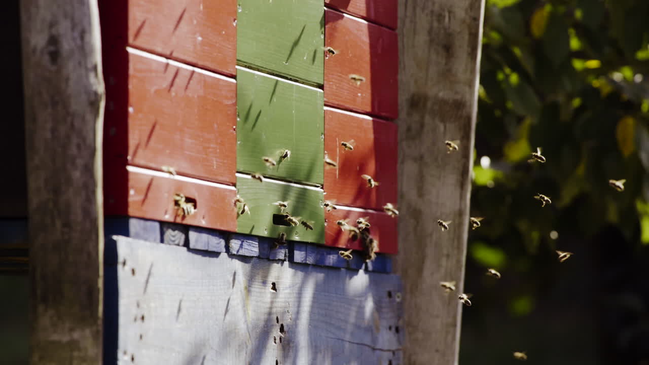 Bees Flying Around a Colorful Beehive